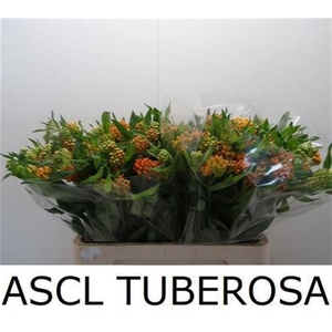 Ascl Tuberosa