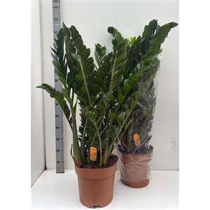 Zamio Zamiifolia 12+ P30.