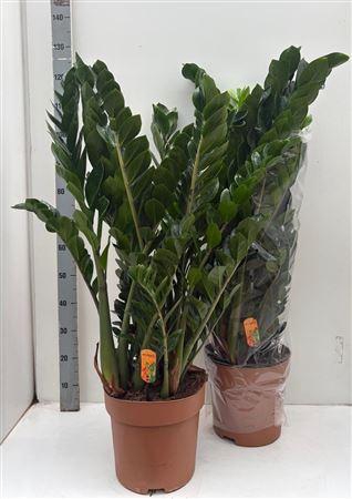 <h4>Zamio Zamiifolia 12+ P30.</h4>