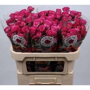 R TR CLAS SENSATION@