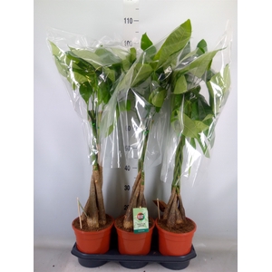 Pachira aquatica