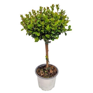 Myrsine Africana Stem