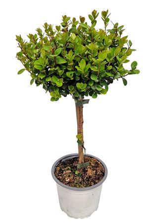 <h4>Myrsine Africana Stem</h4>
