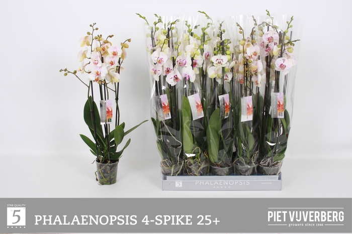 <h4>PHAL OV WIT</h4>