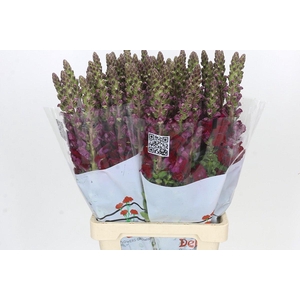 Antirrhinum Potomac Red