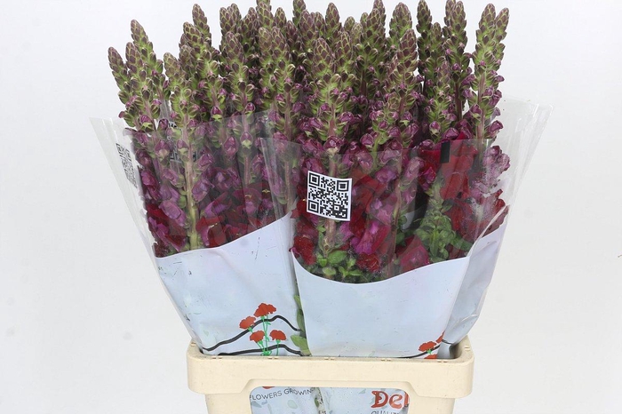 <h4>Antirrhinum Potomac Red</h4>