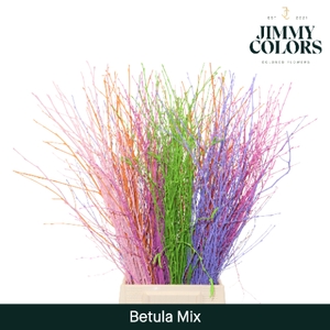 Betula L60 Mix