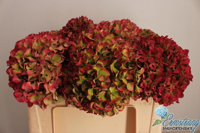 <h4>HYDR M GLOW ALPS CL</h4>