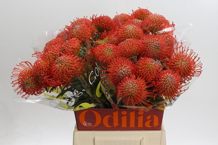 <h4>Nutans Succession</h4>