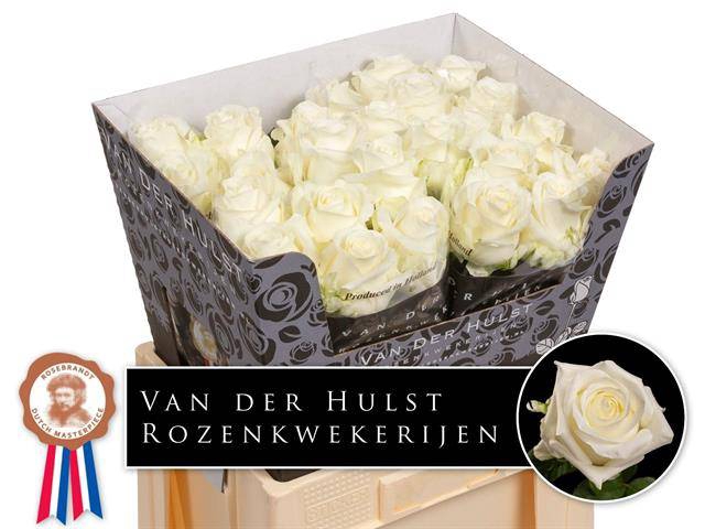 <h4>Rosa large noelia</h4>