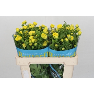 Ranunculus Butterfly Phytalos