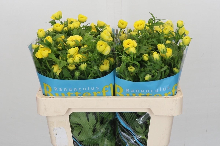 <h4>Ranunculus Butterfly Phytalos</h4>