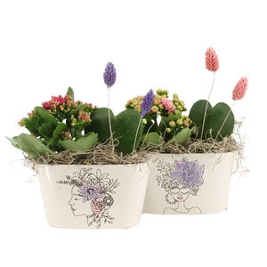 21706: Lovess arrangement