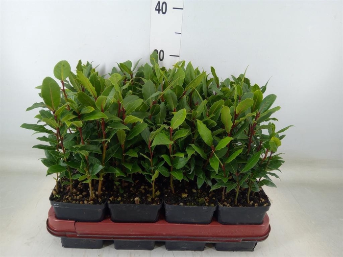 <h4>Laurus nobilis</h4>