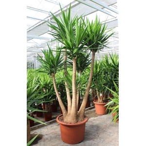Yucca elephantipes 3 armen