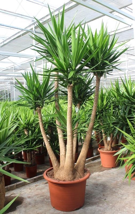 <h4>Yucca elephantipes 3 armen</h4>