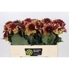 Dahlia Creme de Cognac