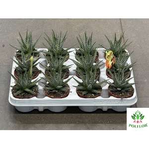 Haworthia fasciata Big Band 8Ø 15cm