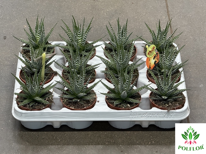 Haworthia fasciata Big Band 8Ø 15cm