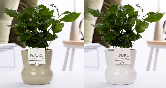 <h4>Coffea Arabica in P&PURE Plant Vase Maxima ass. 2</h4>