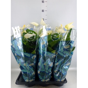 Anthurium  'Karma White'