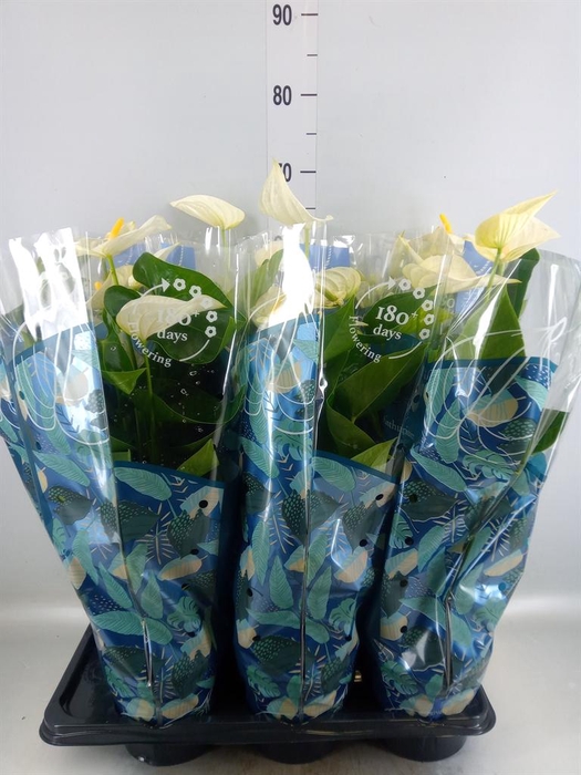 <h4>Anthurium  'Karma White'</h4>
