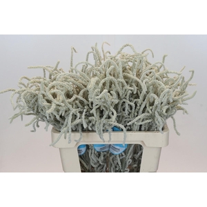 Amaranthus Yearming Desert