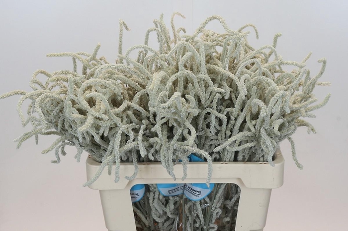 <h4>Amaranthus Yearming Desert</h4>