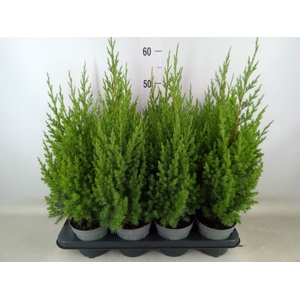 Juniperus chinensis 'Stricta'