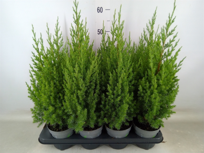 <h4>Juniperus chinensis 'Stricta'</h4>