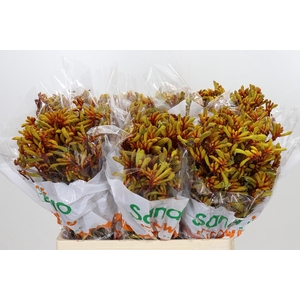 Anigozanthos Gold Fever