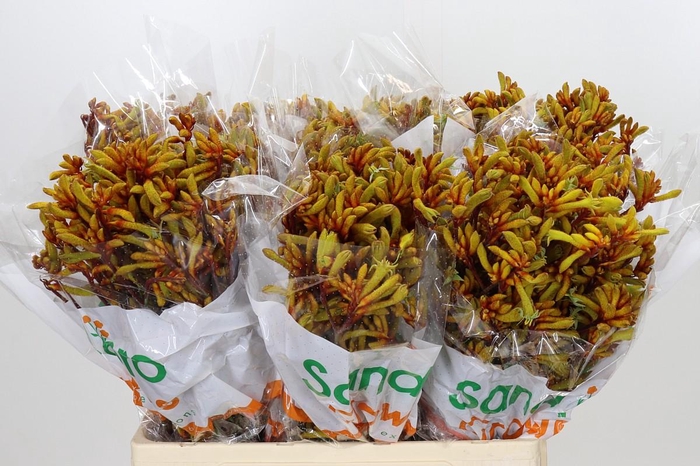 <h4>Anigozanthos Gold Fever</h4>