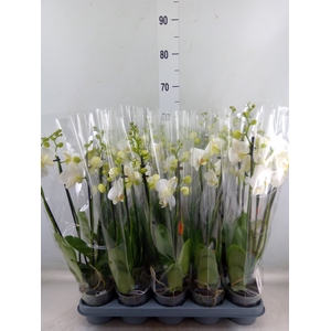 Phalaenopsis   ...white