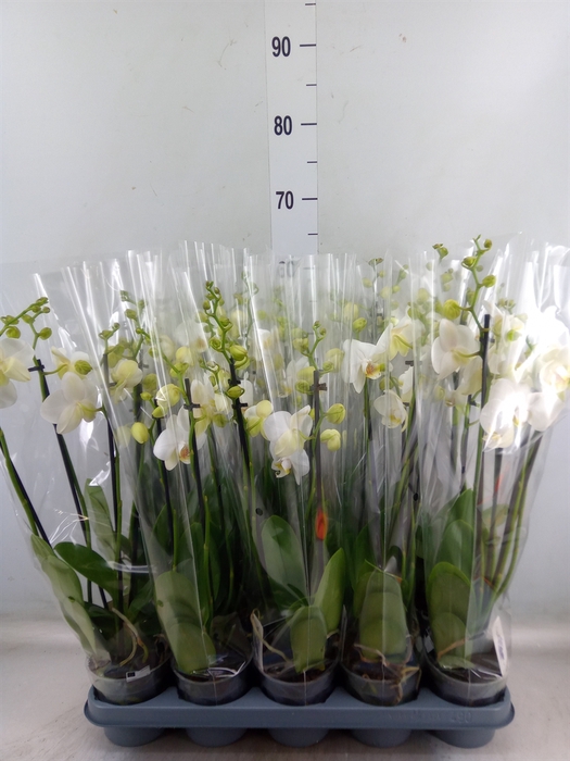 <h4>Phalaenopsis   ...white</h4>