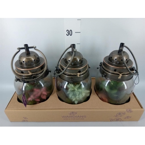 Arr.   Kamerplant Groen H%