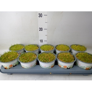 Hordeum sp.   ...kattegras zaai