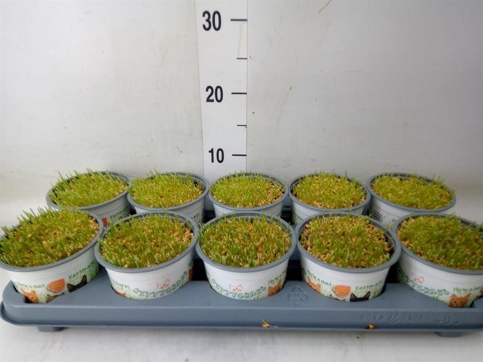 <h4>Hordeum sp. ...kattegras zaai</h4>