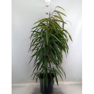 Ficus binn. 'Alii'