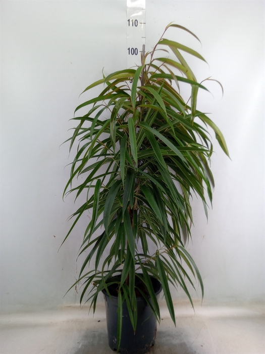 <h4>Ficus binn. 'Alii'</h4>