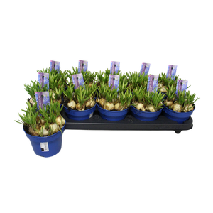 MUSCARI ATLANTIC P12
