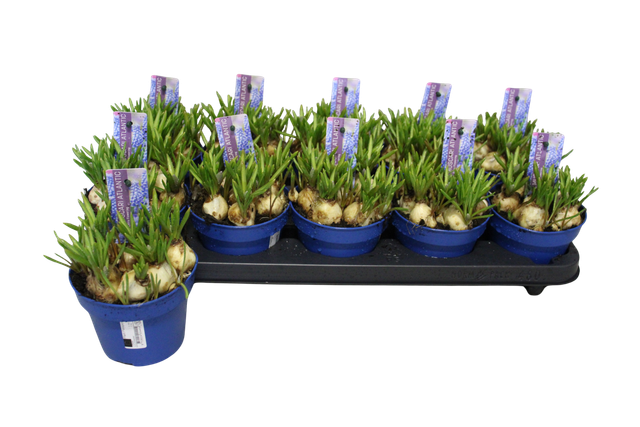 <h4>MUSCARI ATLANTIC P12</h4>