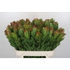 Leucadendron Goldstrike