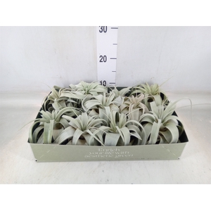 Tillandsia xerographica