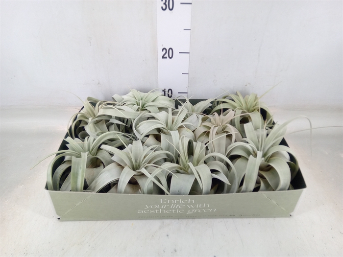 <h4>Tillandsia xerographica</h4>