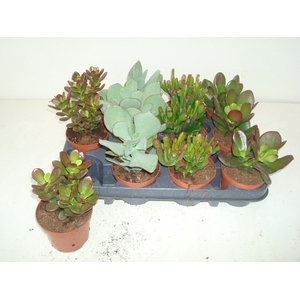 Crassula Mixed 12Ø 15cm