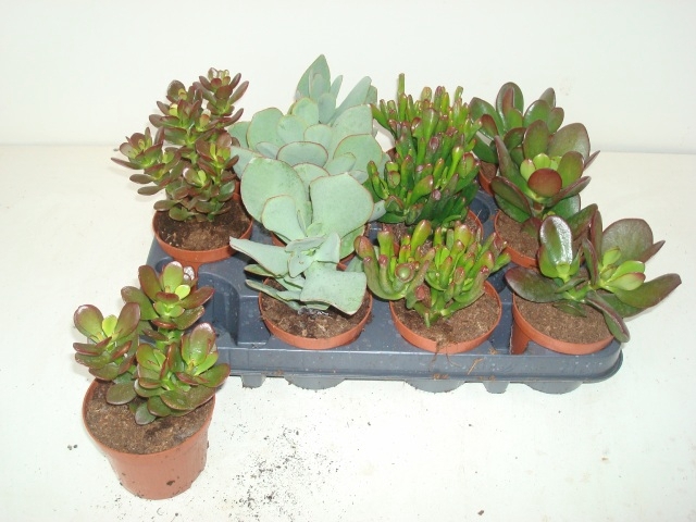 Crassula Mixed 12Ø 15cm