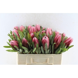 Protea Lieben Cherry