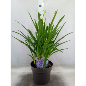 Agapanthus TR 'Dr. Brouwer'