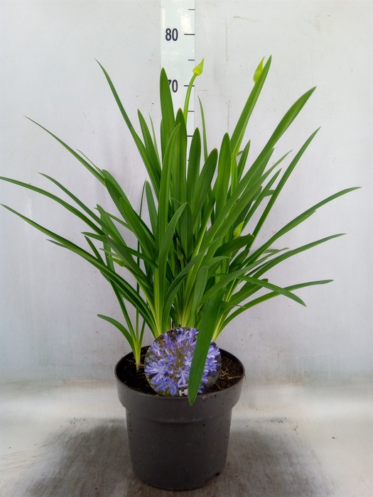 <h4>Agapanthus TR 'Dr. Brouwer'</h4>