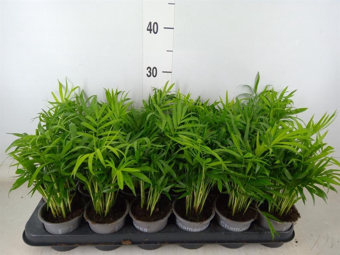<h4>Chamaedorea elegans</h4>